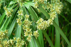 Cyperus alternifolius